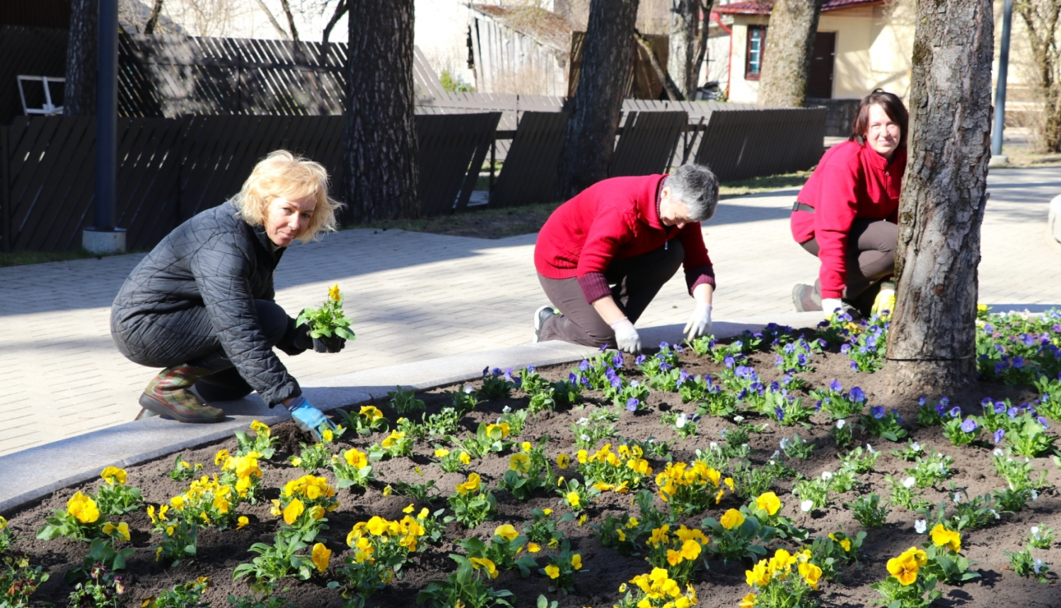 Ogrē uzsākti apzaļumošanas darbi