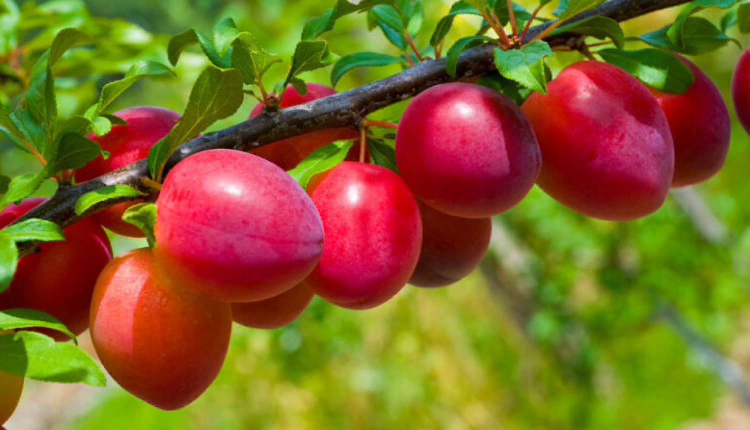 Seminārs augļu koku un ogulāju audzētājiem.