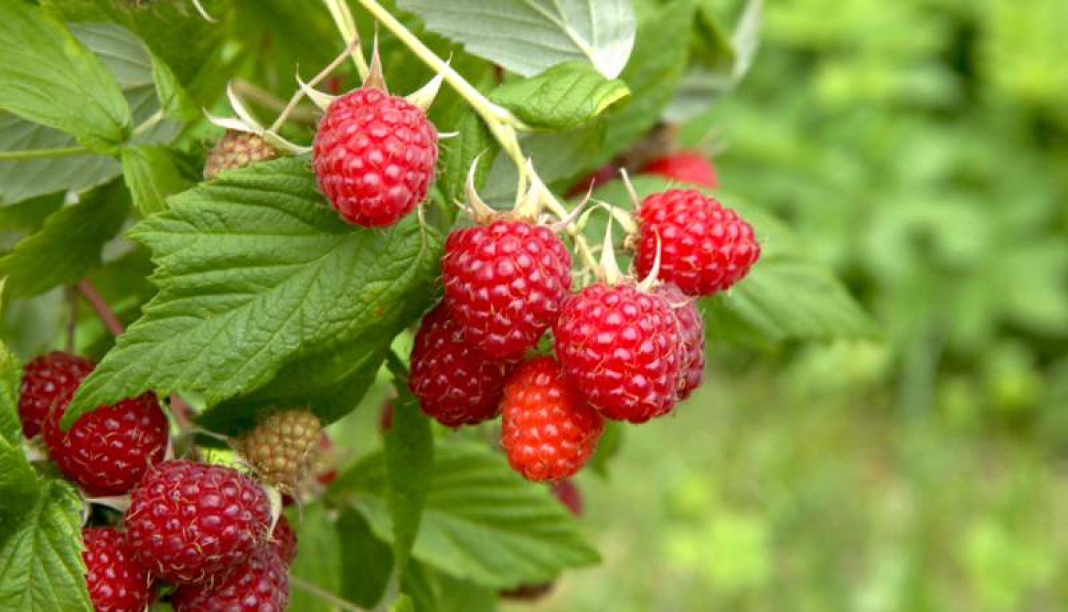 Aicina piedalīties seminārā un pieredzes apmaiņas braucienā par ogu audzēšanu