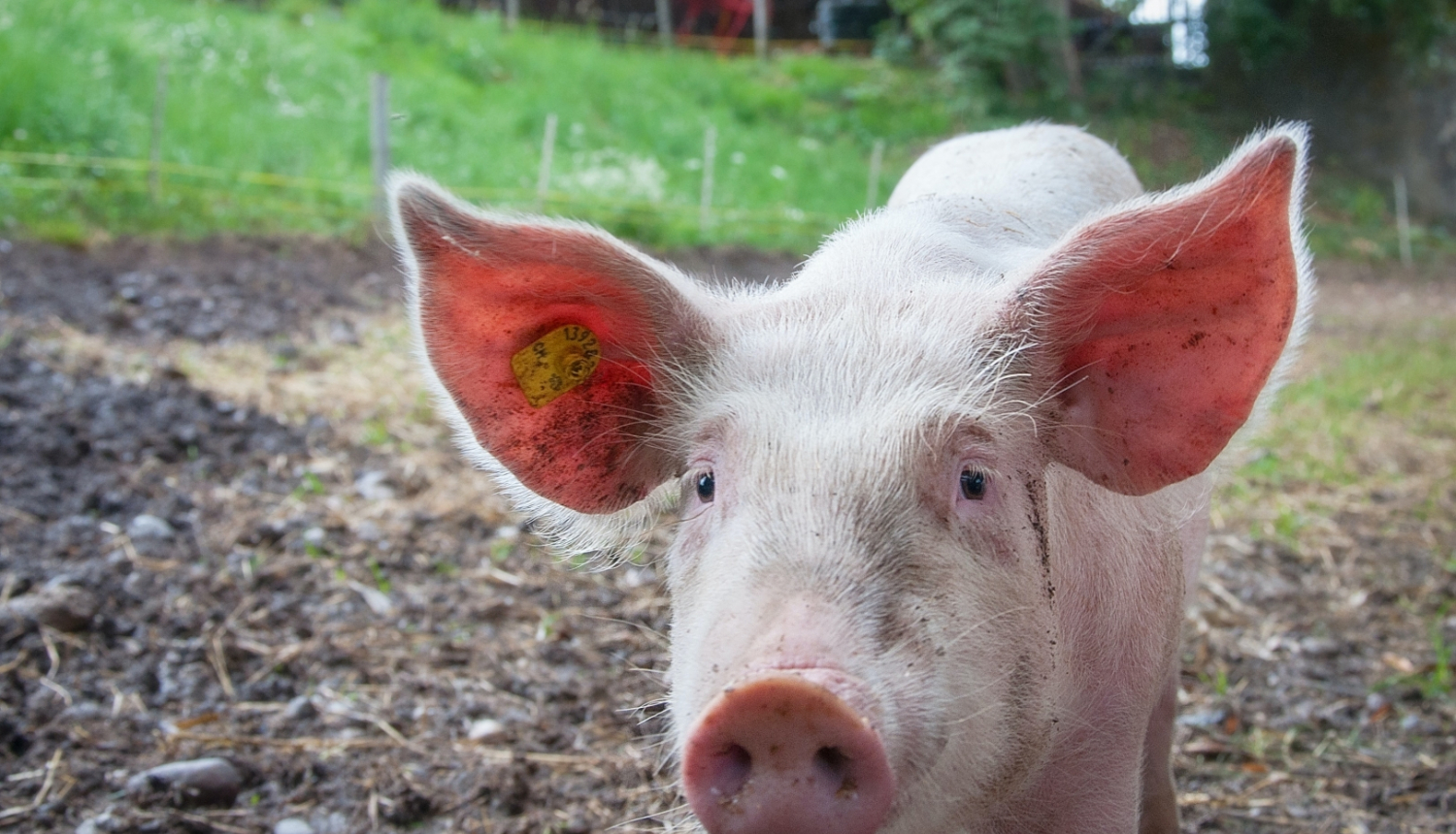 Paziņojums par SIA “Baltic Pork” cūku audzēšanas kompleksa “Rukši” pārbūves ietekmes uz vidi novērtējuma ziņojuma iesniegšanu Vides pārraudzības valsts birojā atzinuma saņemšanai