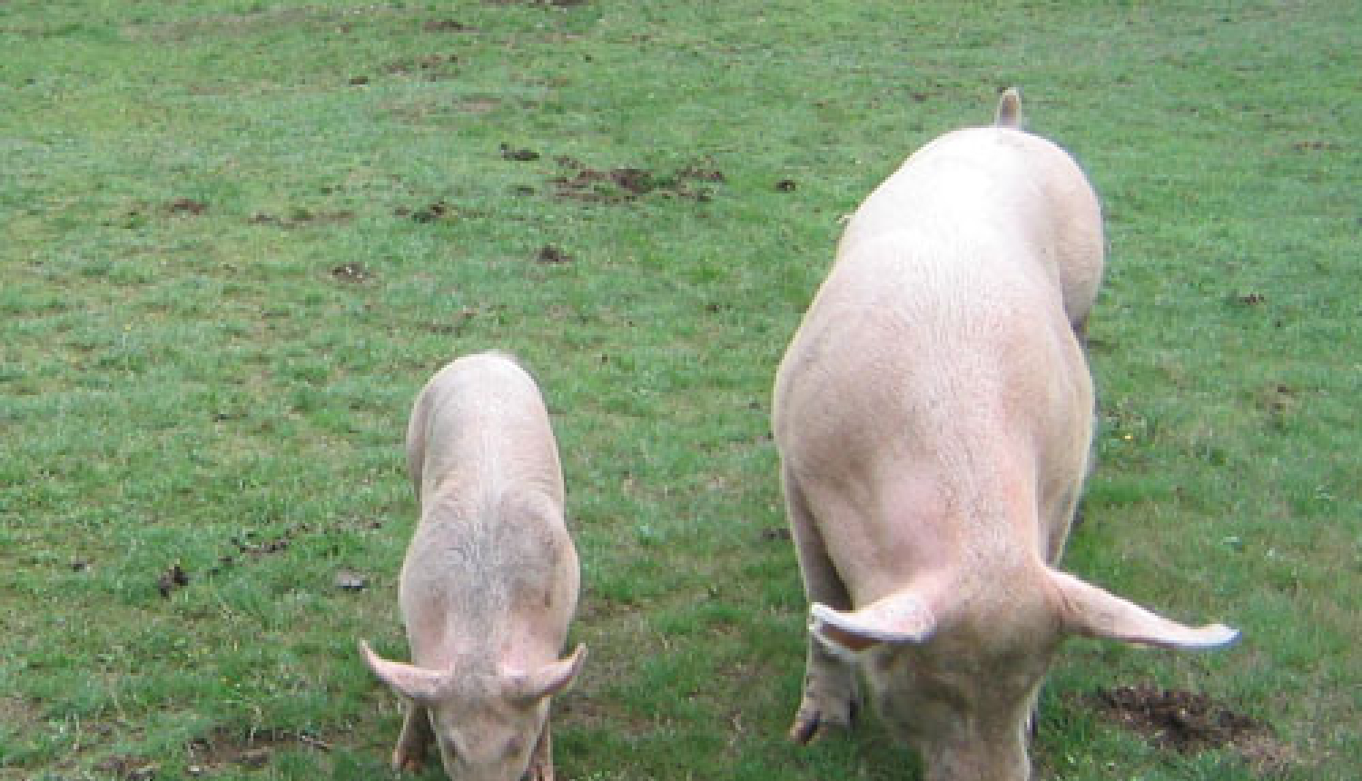 Par IVN procedūras piemērošanu SIA “Baltic Pork”