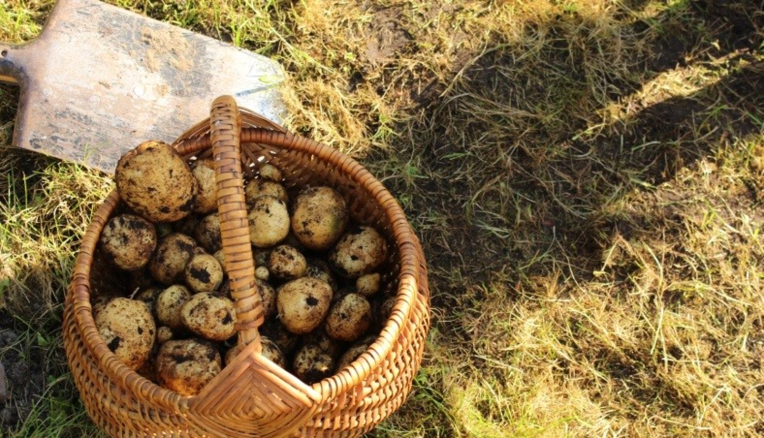 Rudentiņš bagāts vīrs Ogres VPII “Dzīpariņā”!