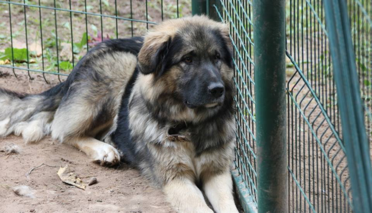 Ogres dzīvnieku patversme steidzami aicina darbā dzīvnieku ķērāju