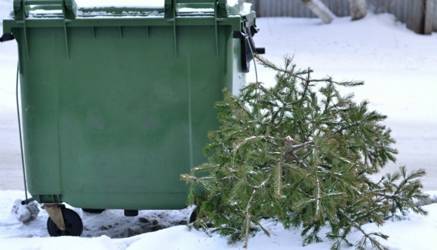 SIA “Ogres Namsaimnieks” nodrošinās eglīšu izvešanu