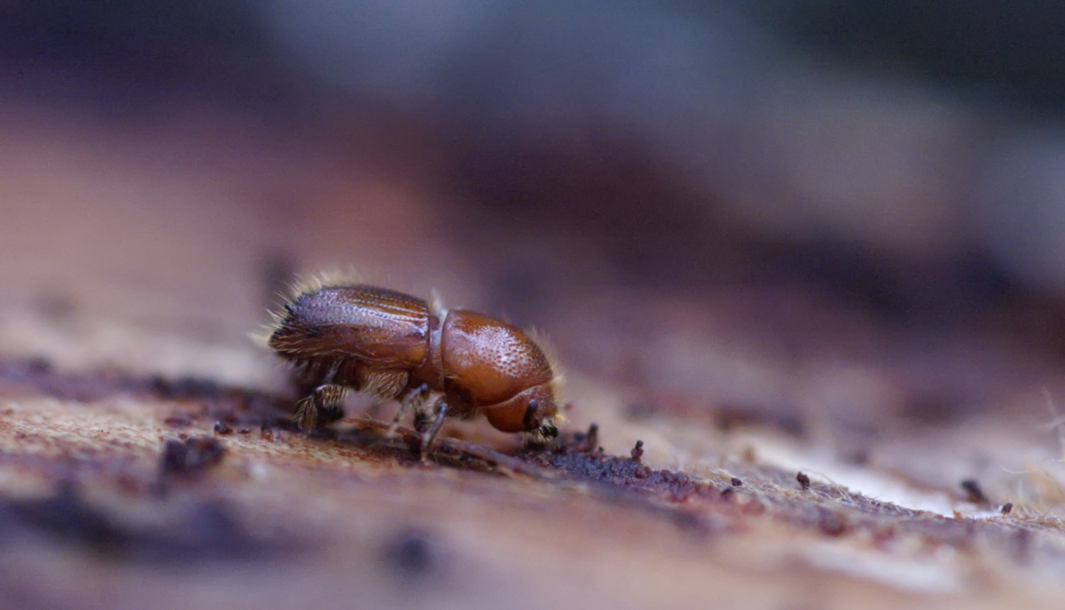 Egļu astoņzobu mizgrauzis (Ips typographus) Agnis Šmits