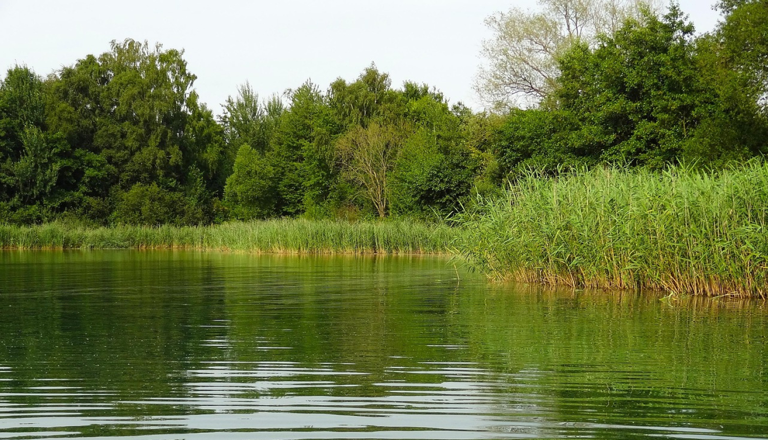 Attēlā redzams ezers ar niedrēm krastmalā un kokiem aiz tām.