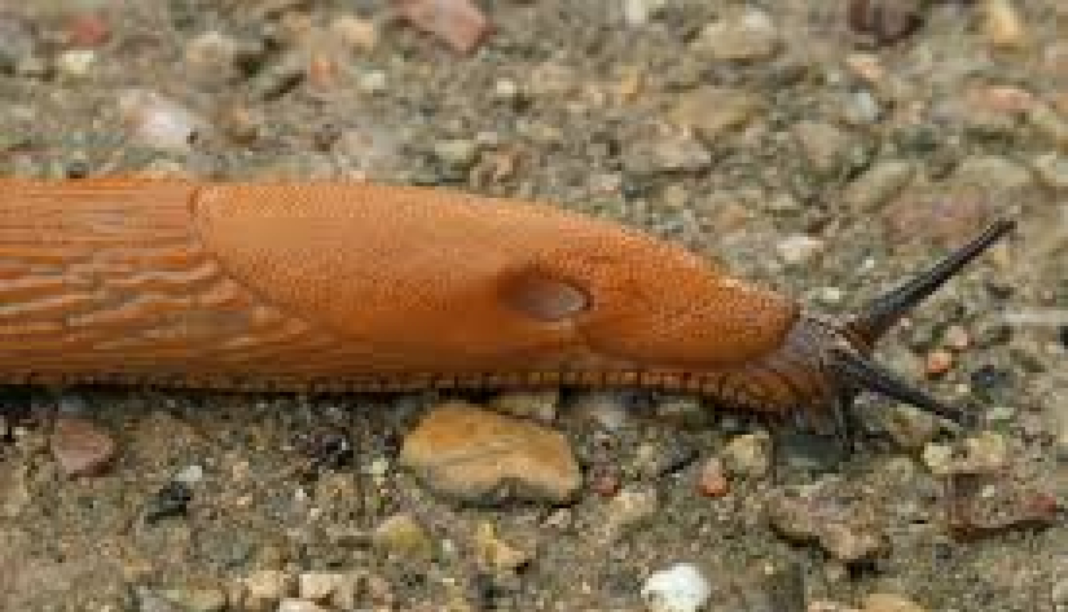 Par Spānijas kailgliemežiem un to ierobežošanu