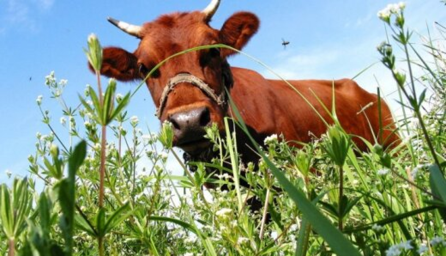 Aicina uz mācībām piena lopkopībā