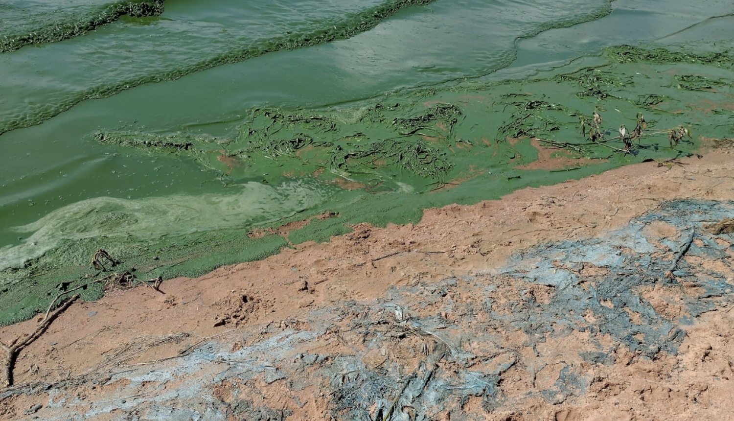 Zilaļģes Ikšķiles pludmalē