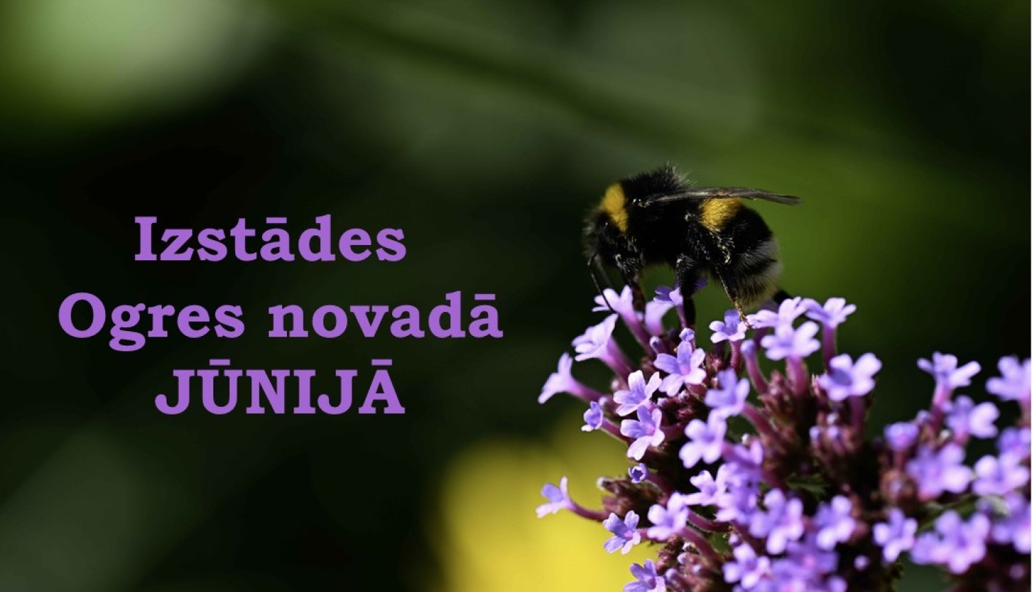 Izstādes Ogres novadā, jūnijs, kamene uz zieda