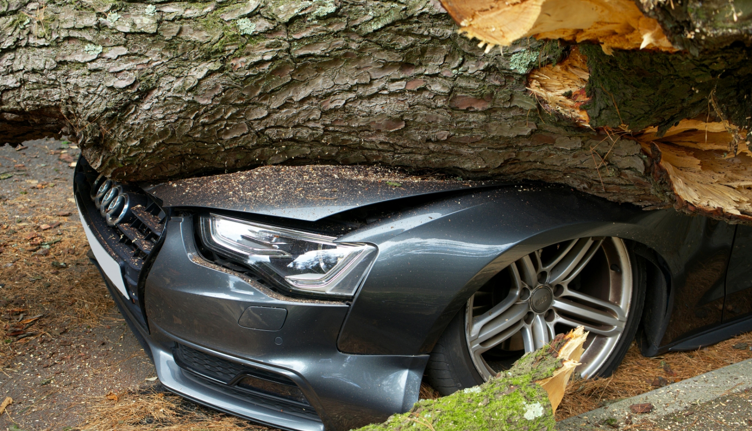 Vētras laikā koks uzgāzies automašīnai 