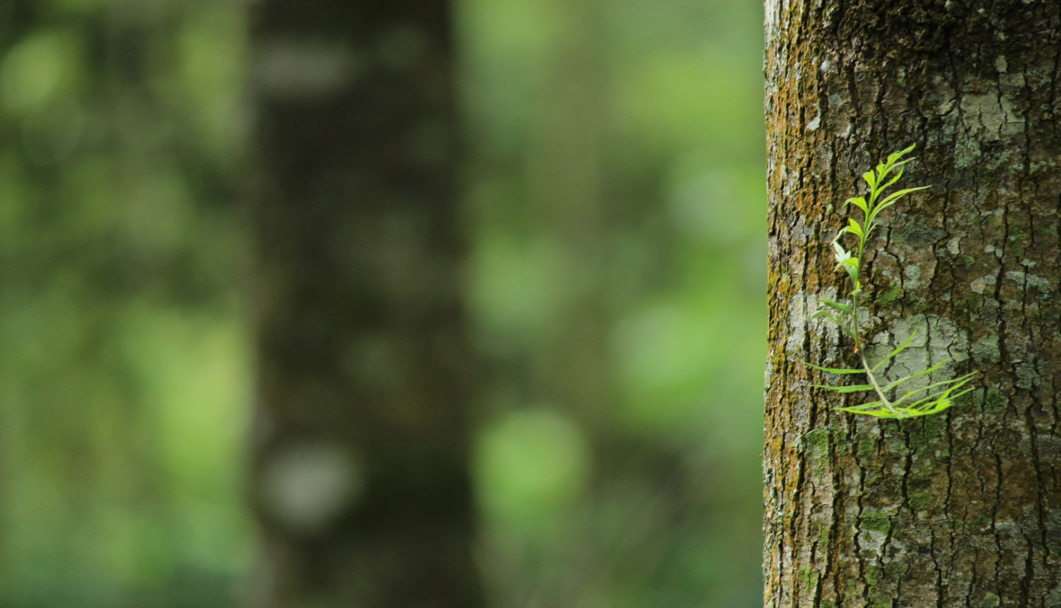 Priekšplānā ir koka stumbrs, kura fonā ir cits koks