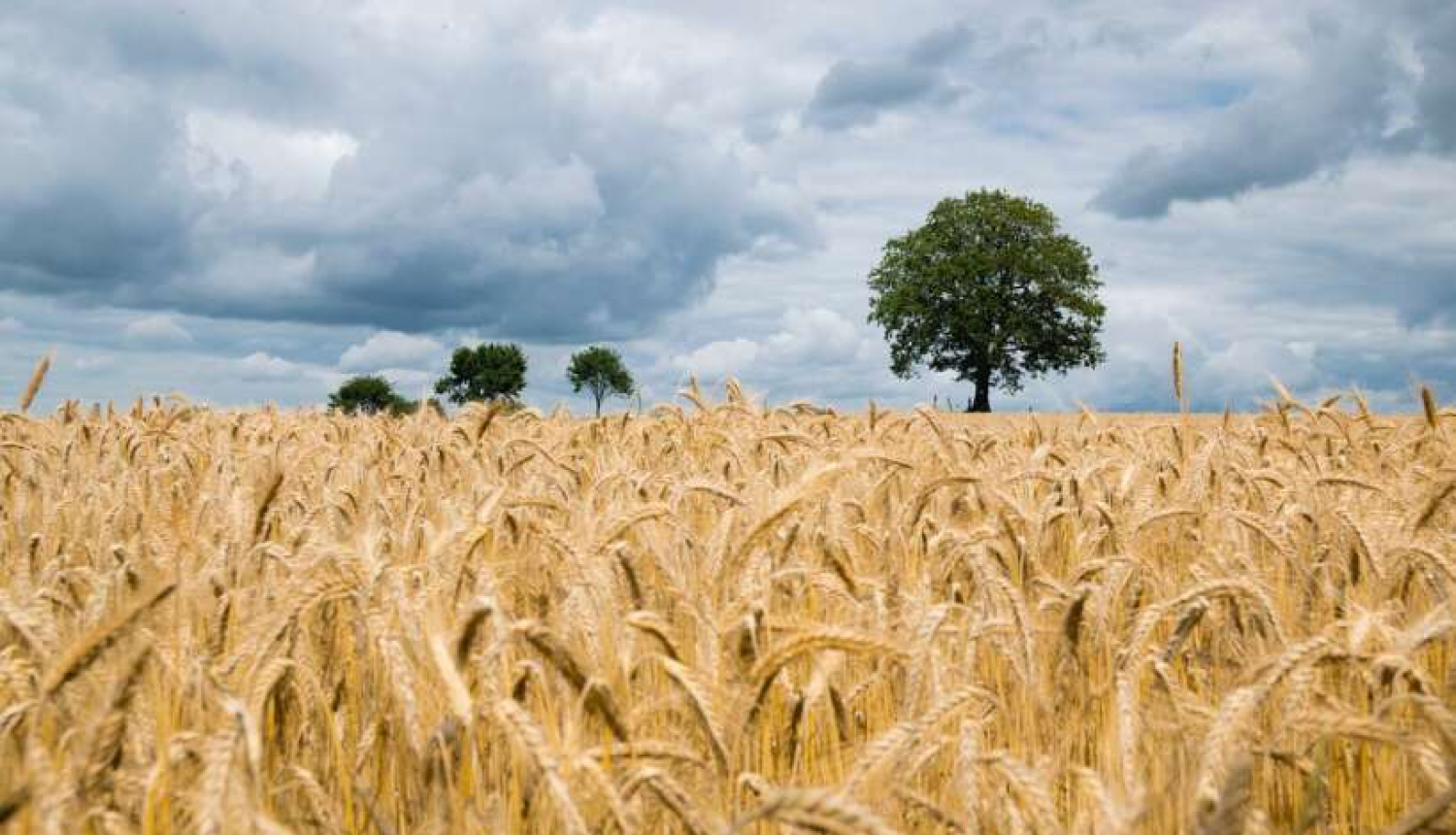 Aicina pieteikties Zemkopības ministrijas konkursam “Sējējs 2021”