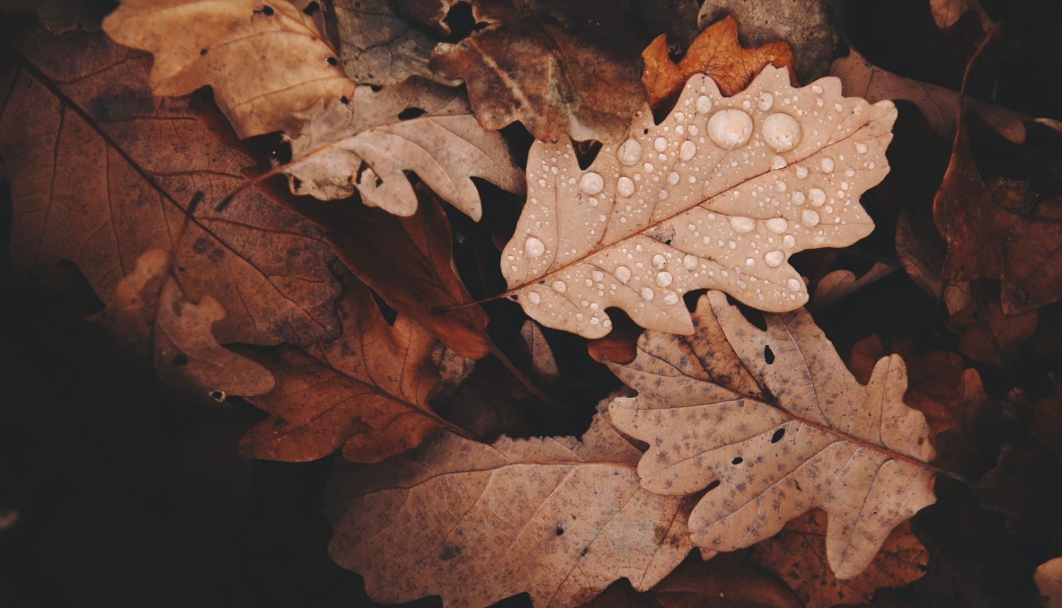 Privātpersonas var nodot koku lapas par maksu