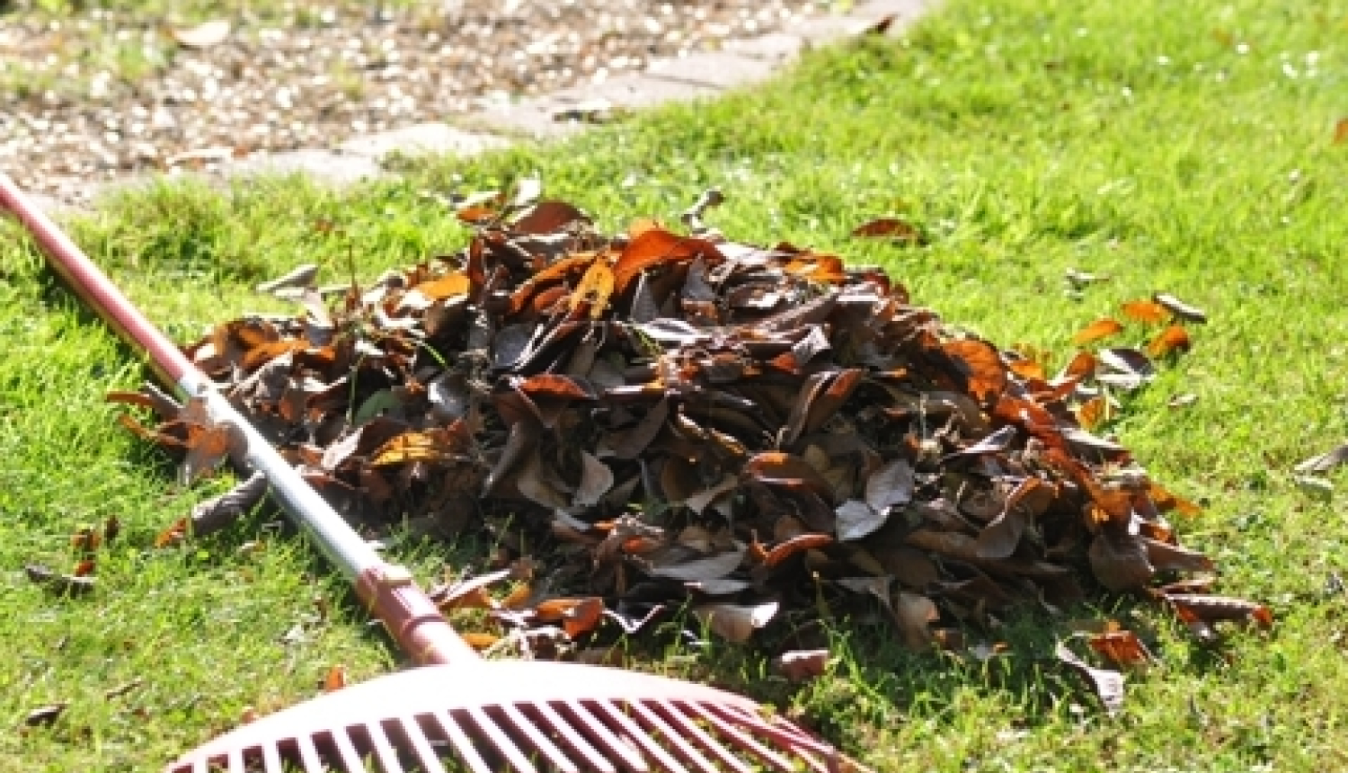 Pilsētā koku lapas dedzināt nedrīkst