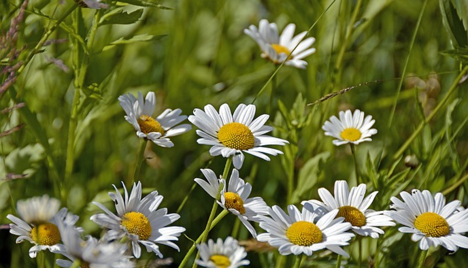 Margrietinas