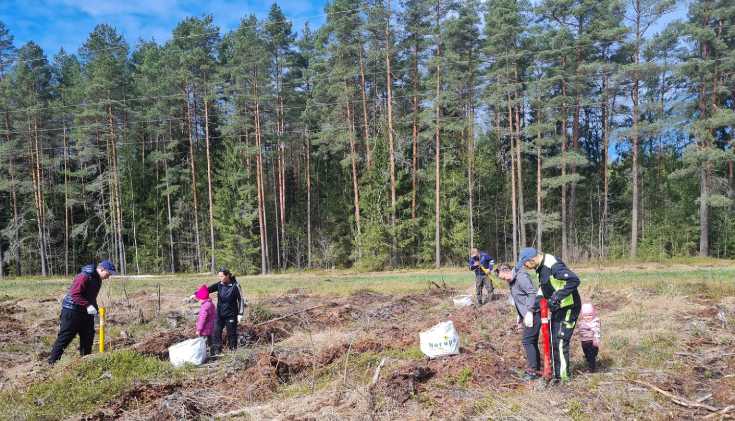 Iedzīvotāji atjauno mežu Rembatē 29.04.2023.