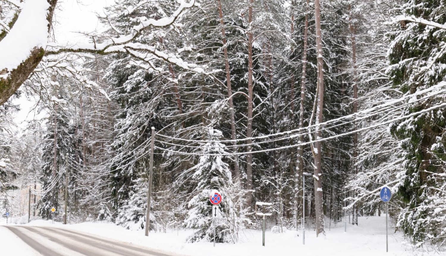 Mežs pie Saulstaru ielas Ogre 01.2024.