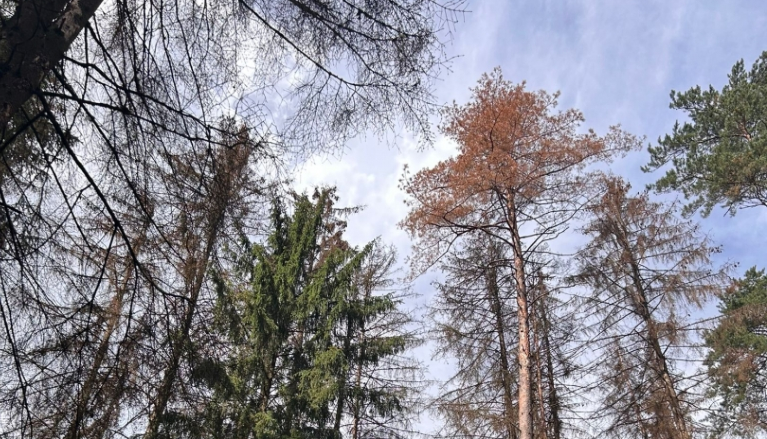 Astoņzobu mizgrauža bojāti koki