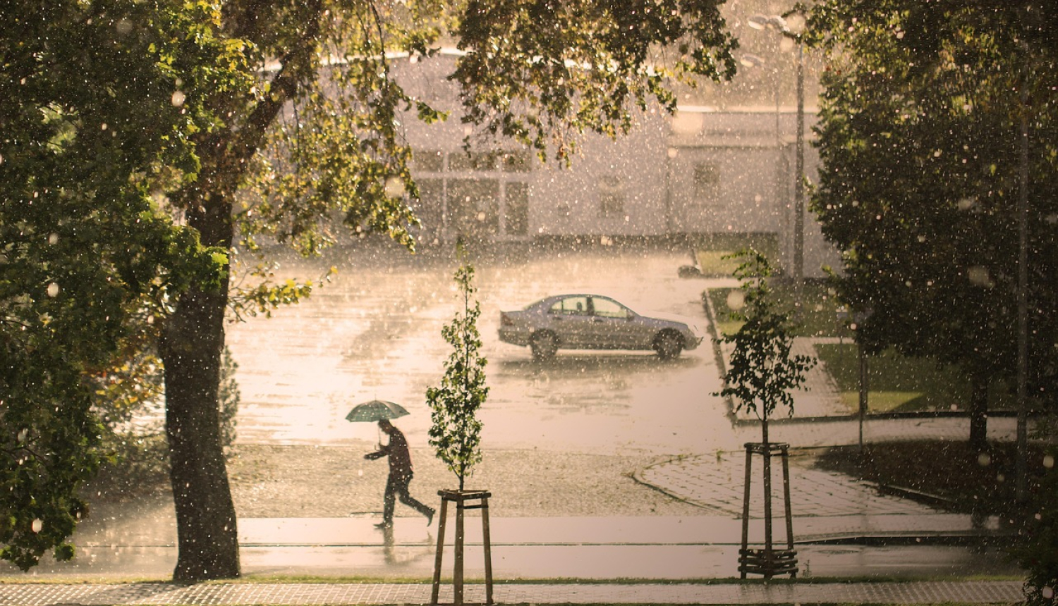 Gaidāms pērkona negaiss un stipras lietusgāzes. Attēlā lieli koki, vējš, lietus, vīrietis skrien ar lietussargu