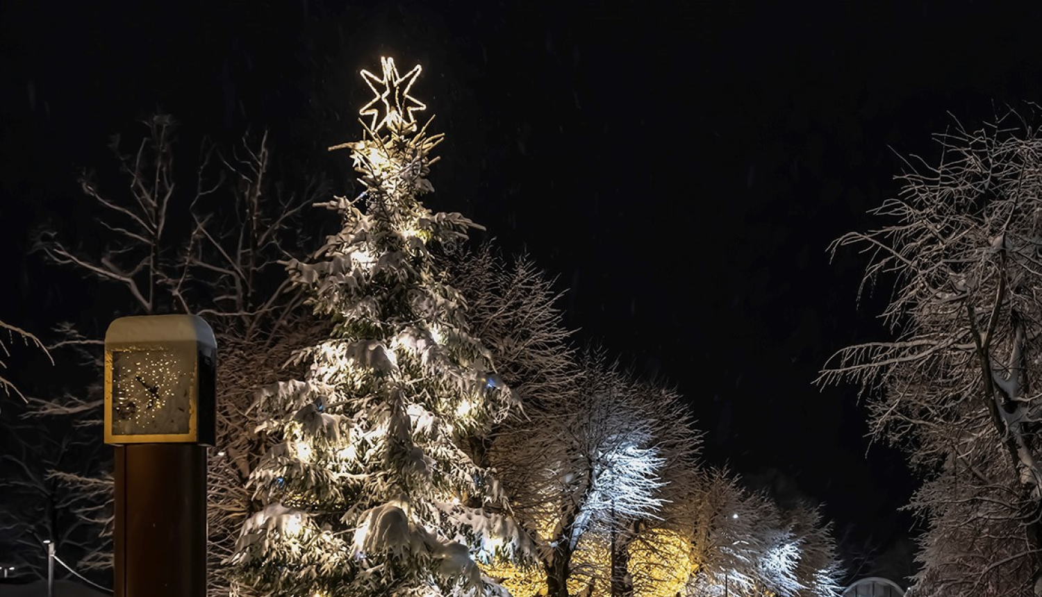 Ogres egle. Foto: V.Stāvusis