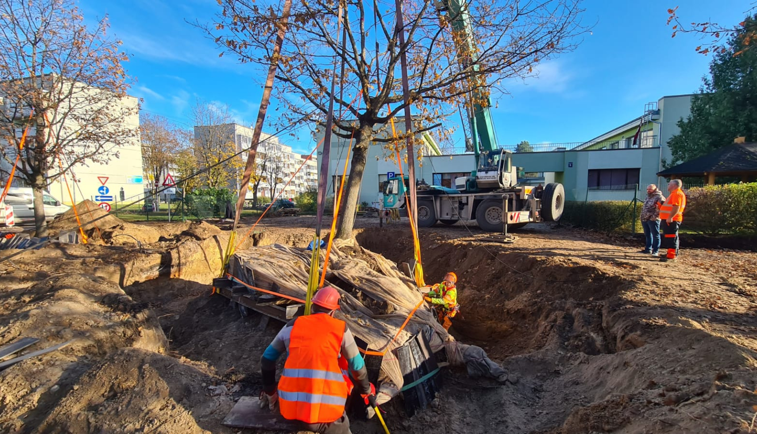 Parka ielas ozoli ceļo uz jaunu mājvietu