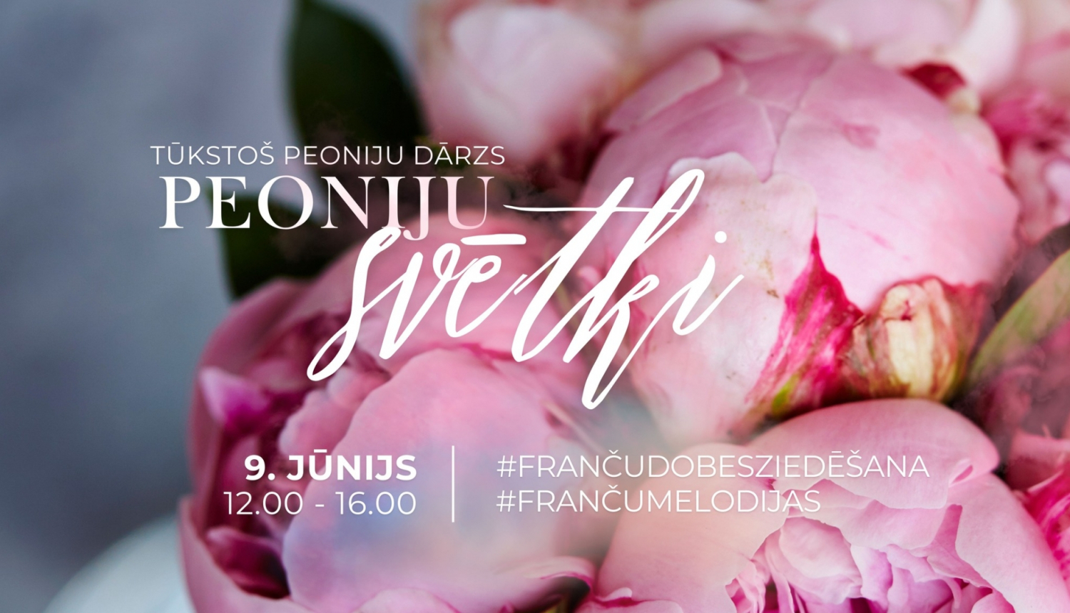 Rozā pujene, Peoniju svētki Tomē 09.06.2024.