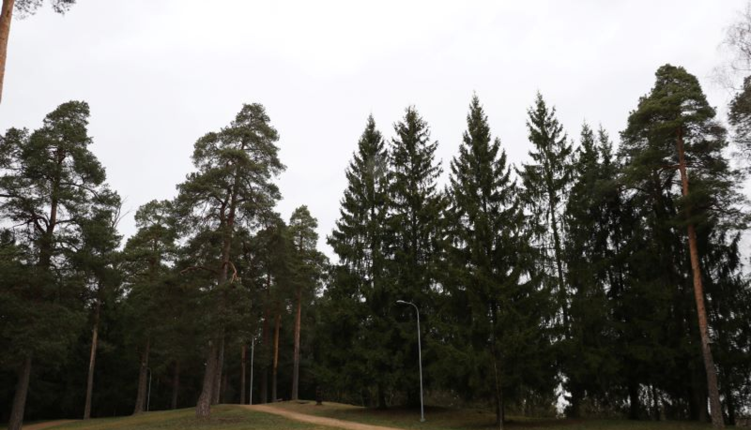 Ogres novada iedzīvotāji sestdien iestādīs 5000 priedes