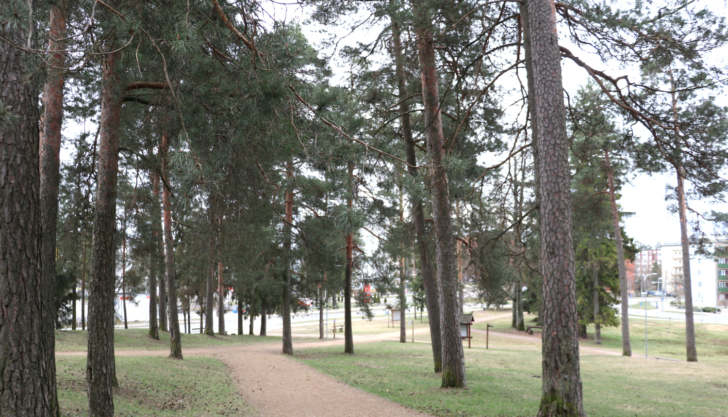 Iestādi savu priedi Ogres novadā!