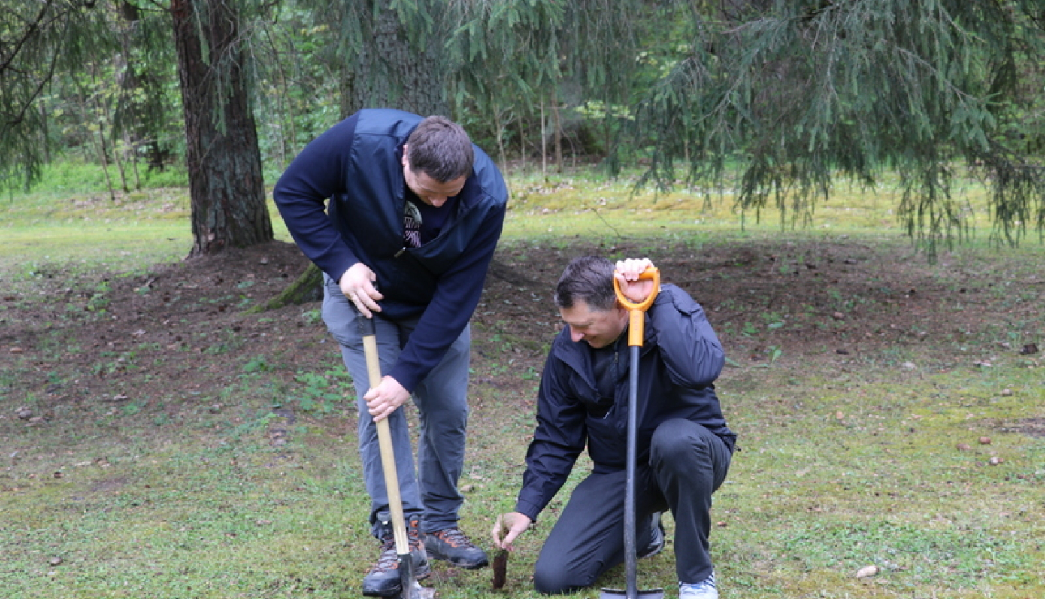 Ogrēnieši iestādījuši 5000 priedes