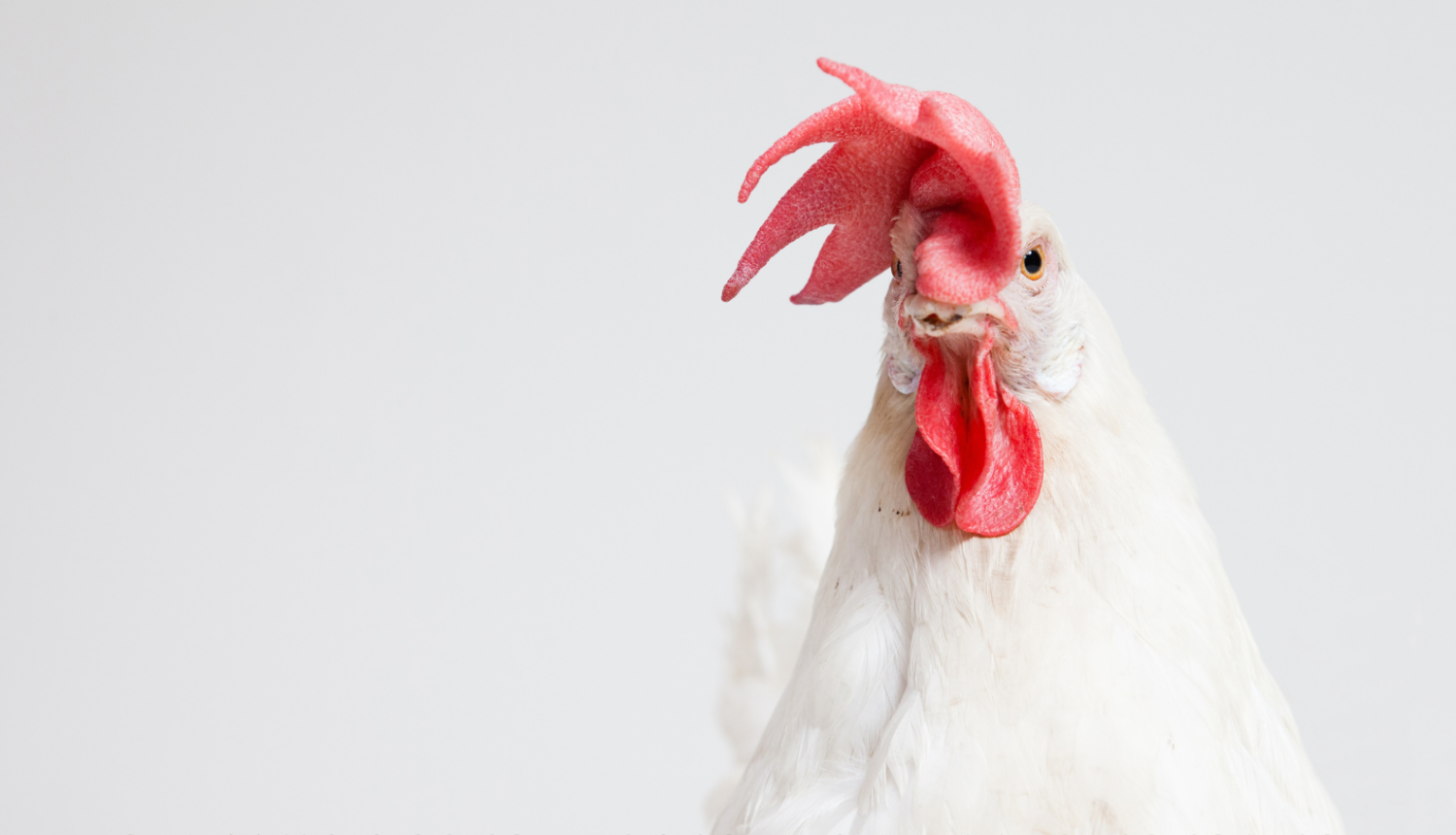 Aicina pieredzes apmaiņas braucienā par mājputnu ēdināšanu