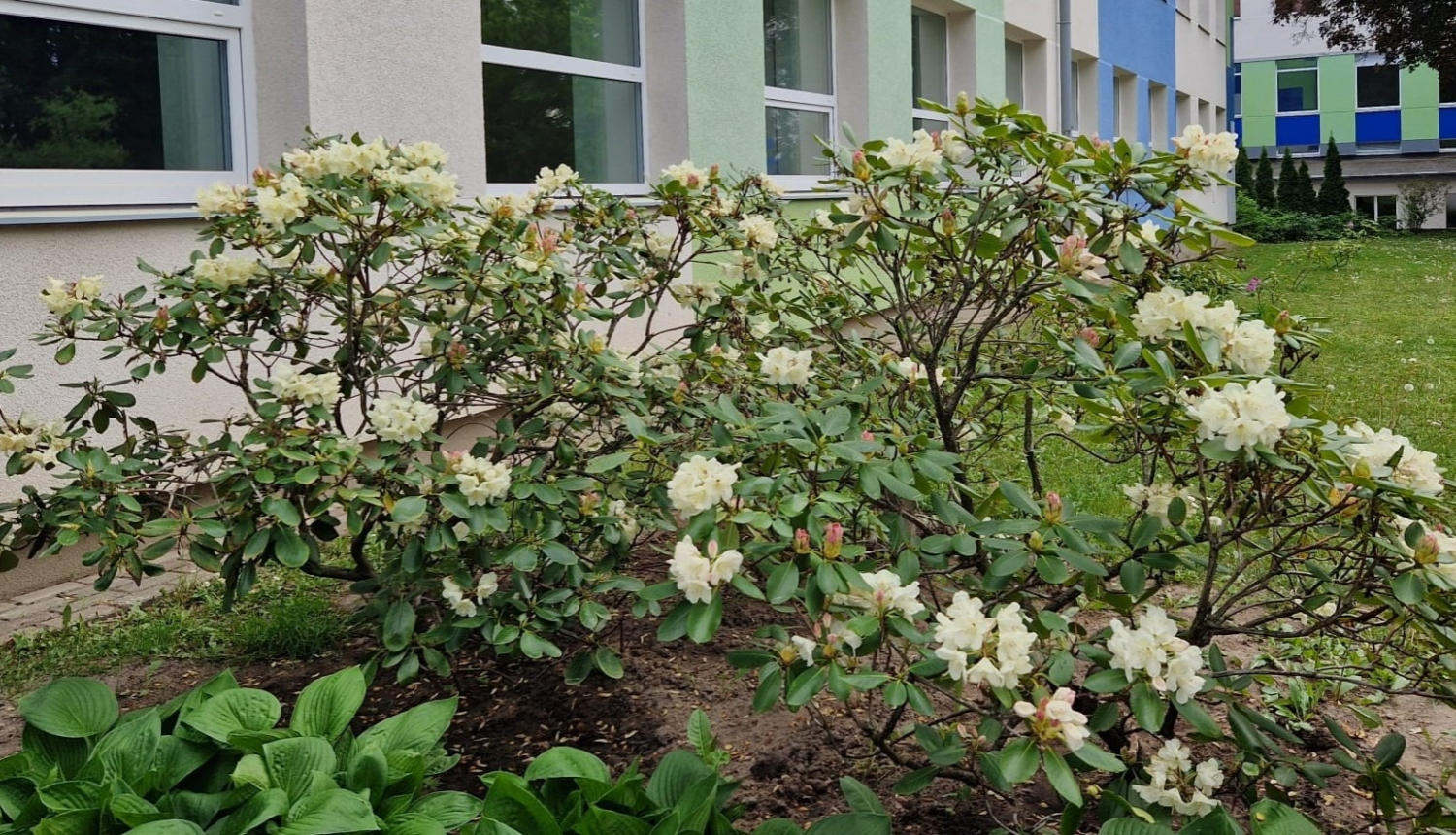 Rododendrs Ogre white dream 05.2023.