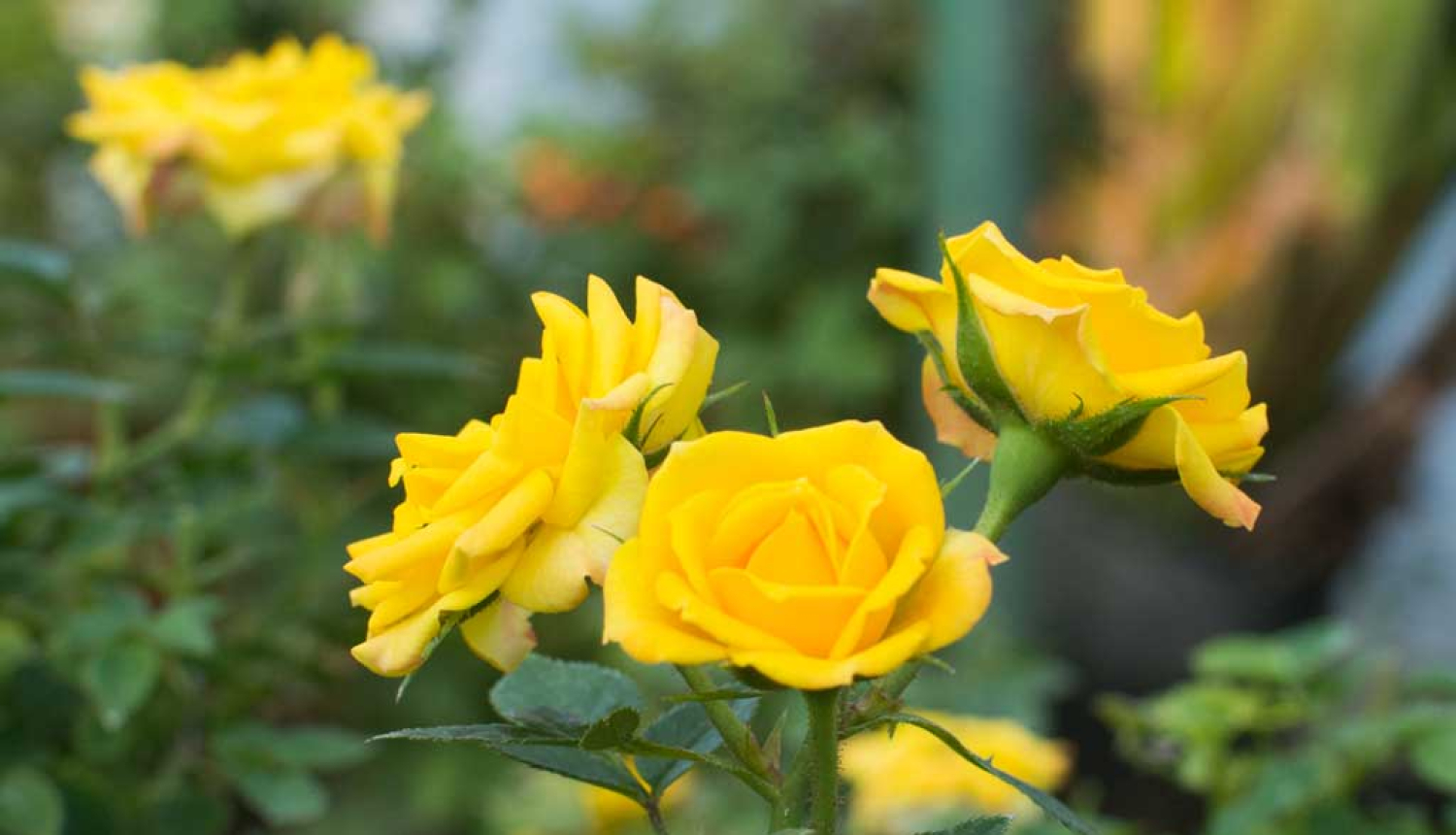 Ziedu karalienes rozes audzēšana