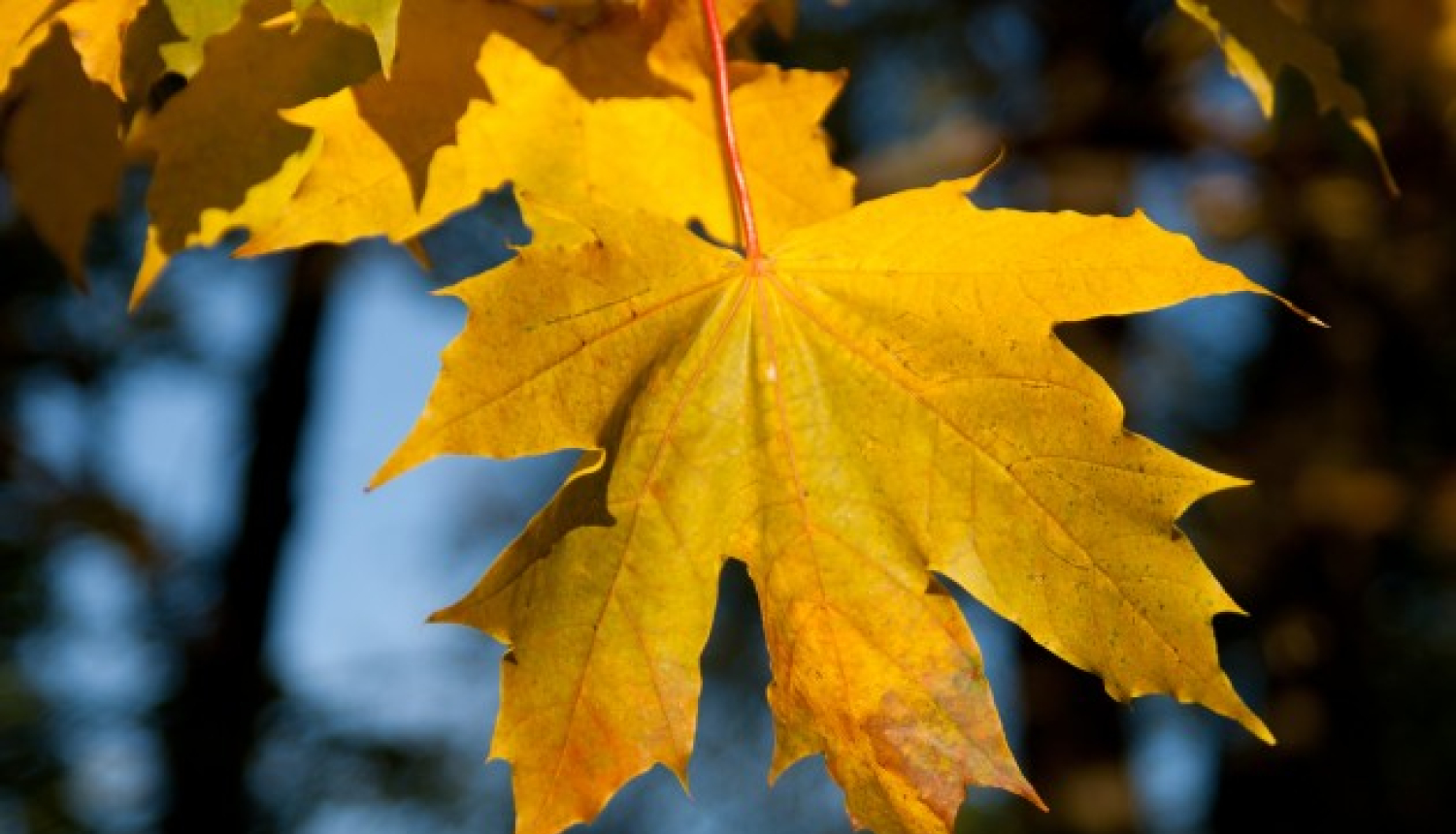 Rudens lapas var vest uz šķiroto atkritumu pieņemšanas laukumu