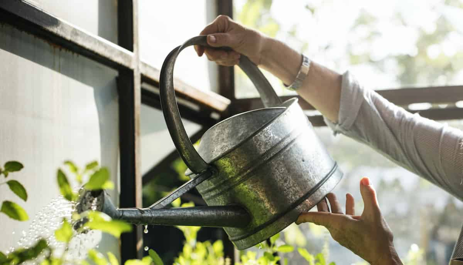 Dārzkopības interesenti aicināti uz tiešsaistes semināru