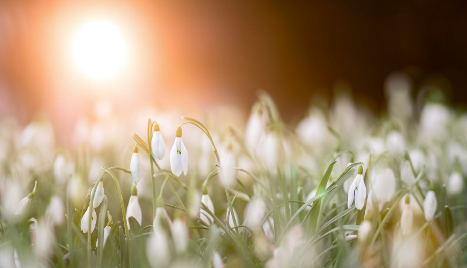 sniegpulksteni_pavasaris