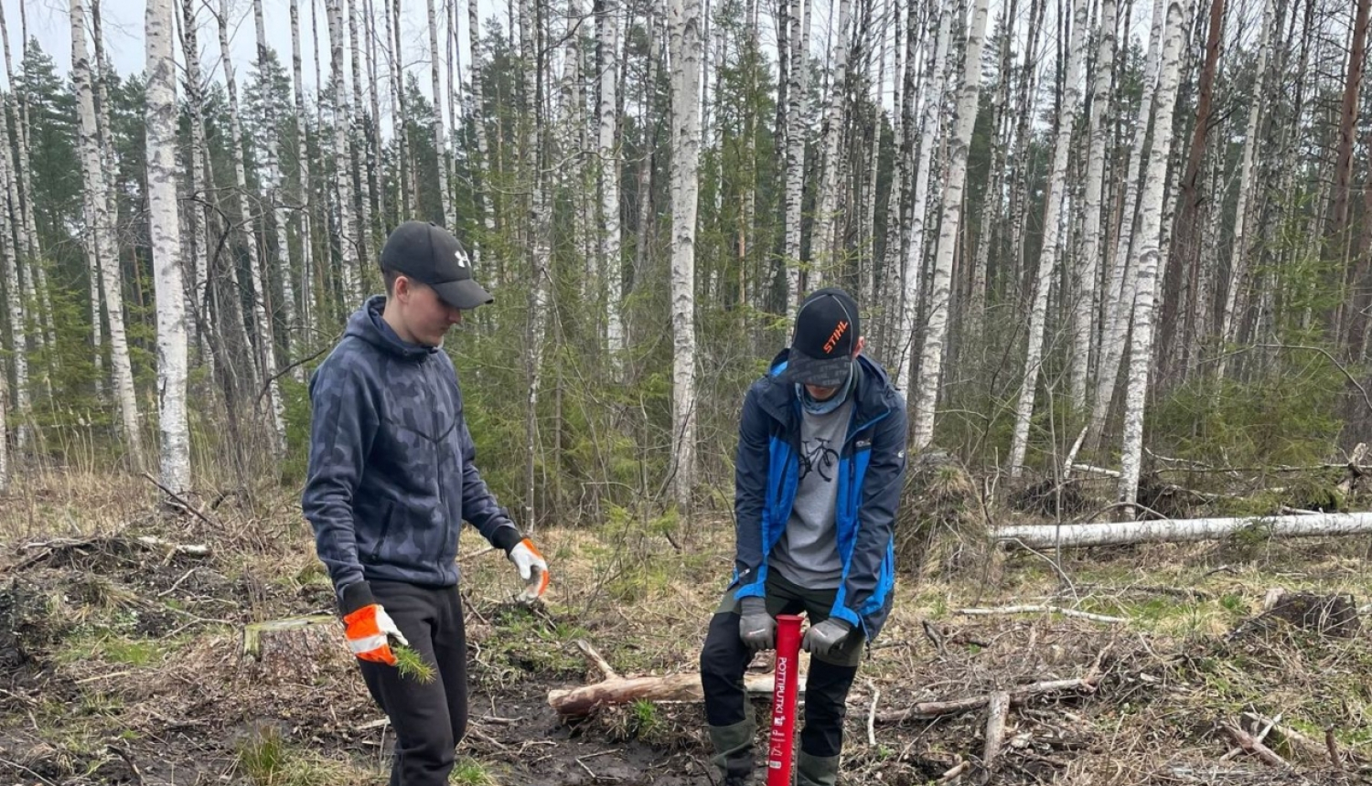 Jaunieši stāda mežu Tomē