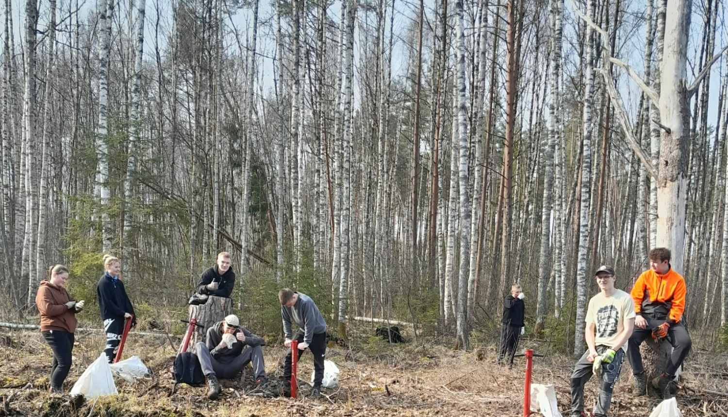 Mežu stādīšana Tomē