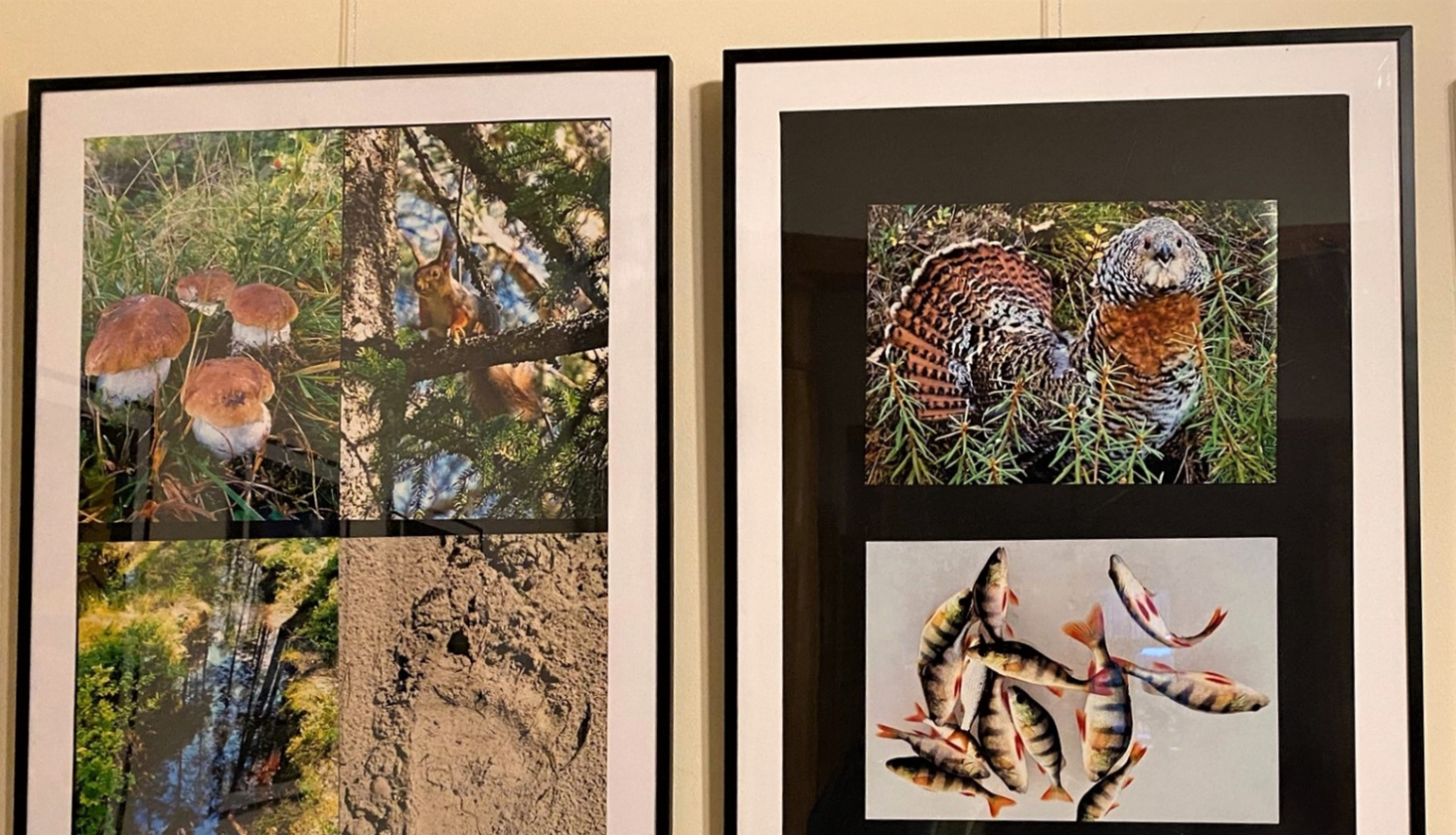 Fotoizstāde Iemīlēt Tomi. 05.2023.