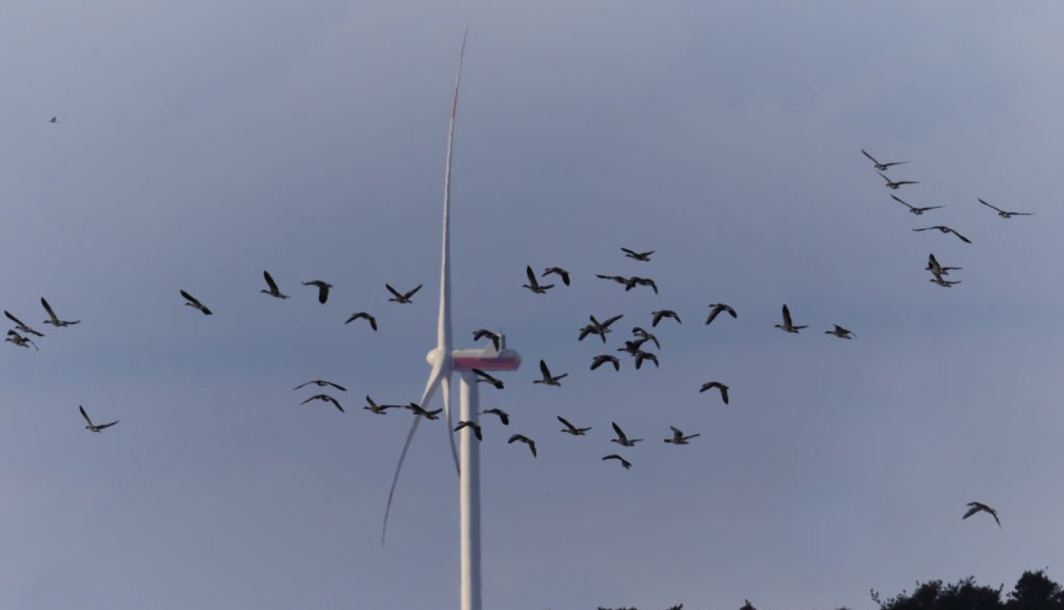 Vēja ģeneratori un putnu bars