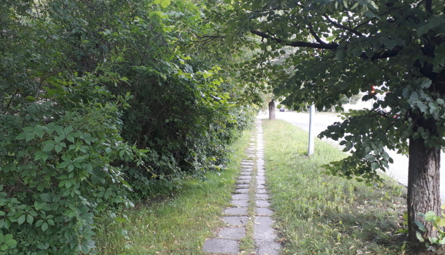 Īpašniekiem jānodrošina traucējošu zaru apzāģēšana