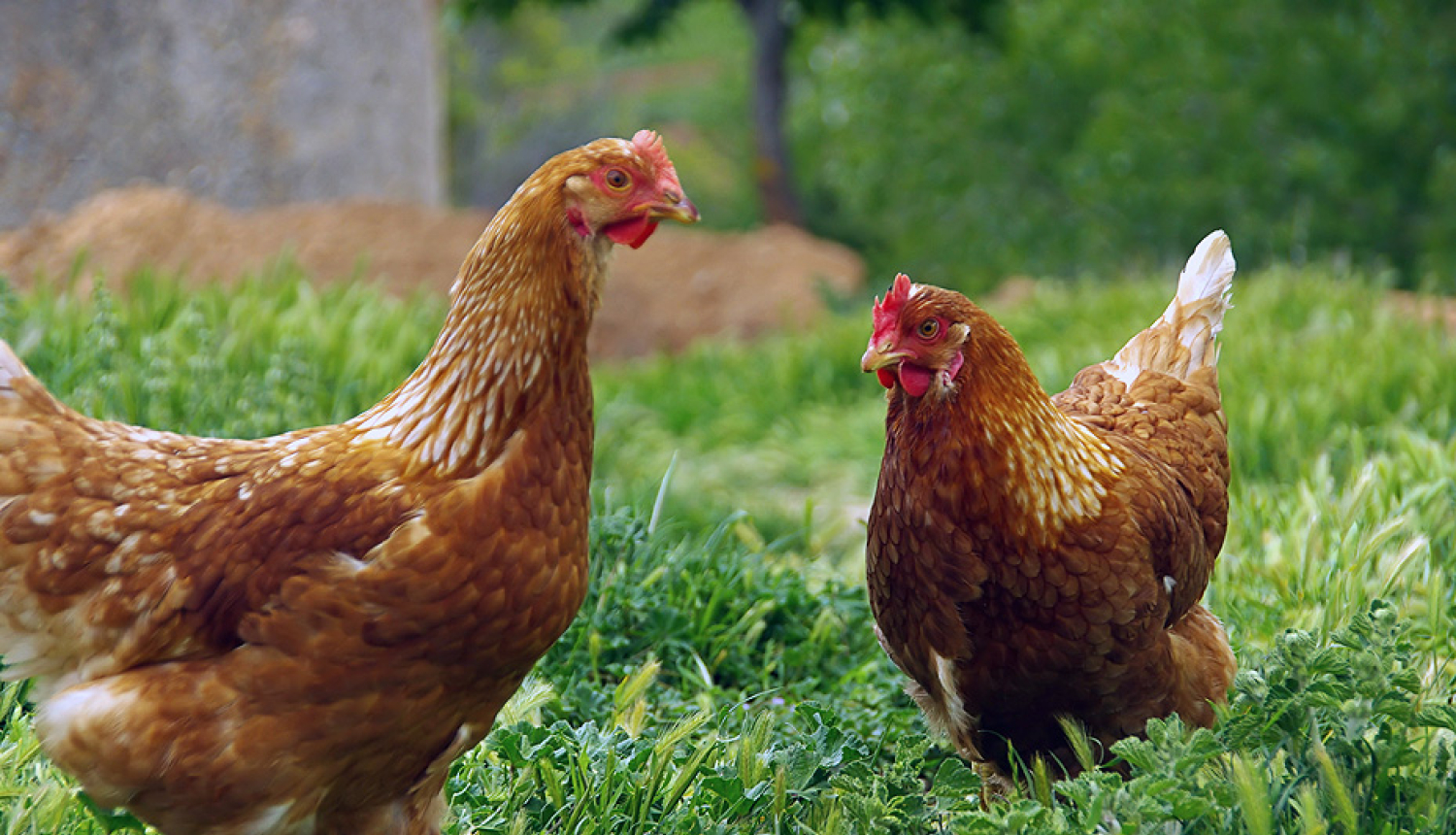 Papildu biodrošības prasības mājputnu novietnēs putnu gripas riska mazināšanai