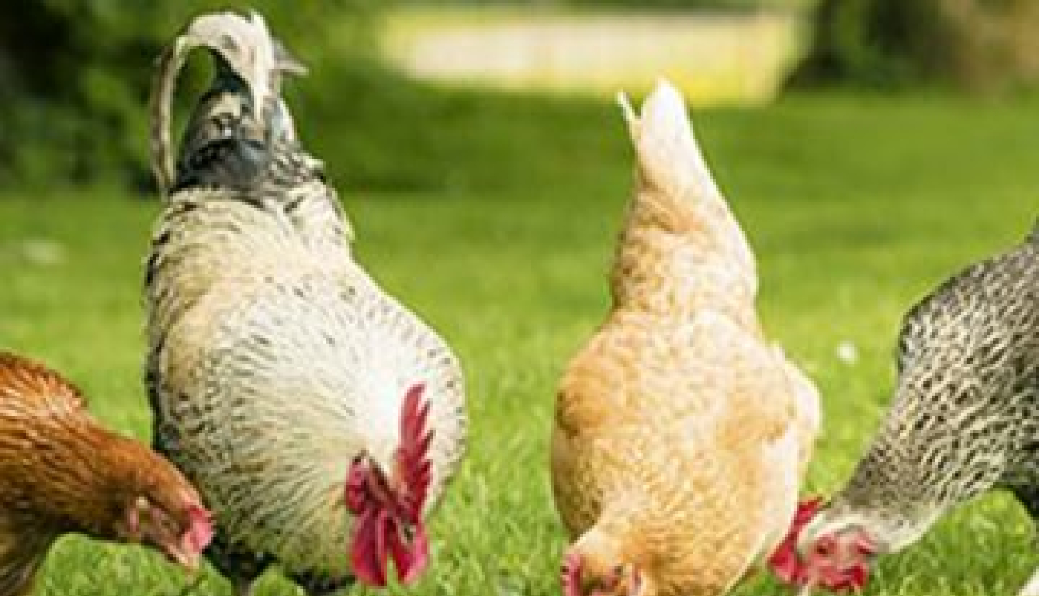 Mājputnu turētājiem jāievēro biodrošības noteikumi