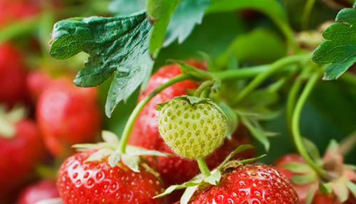 Seminārs zemeņu audzēšanā