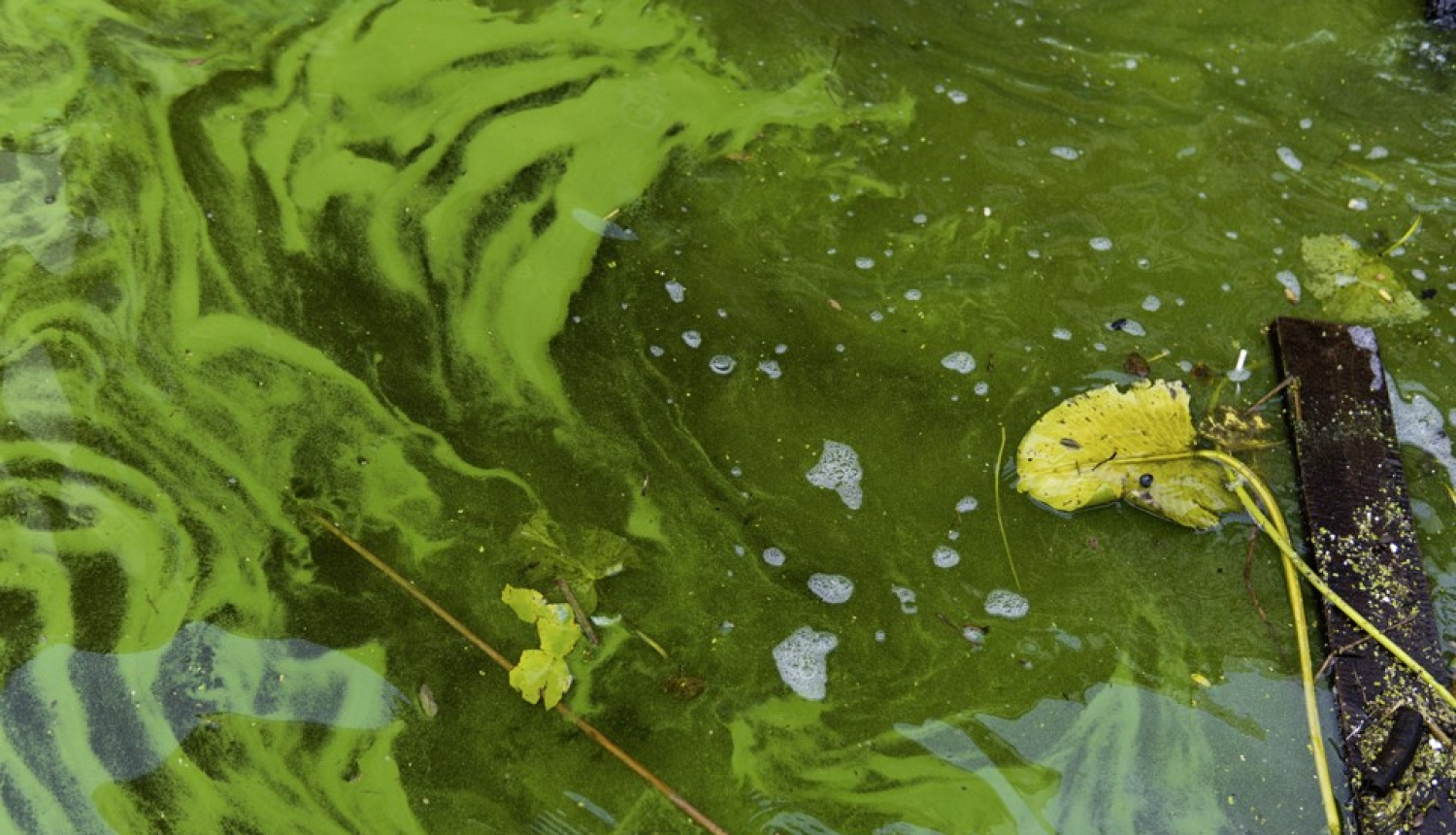 Zilaļģes ūdenskrātuvē