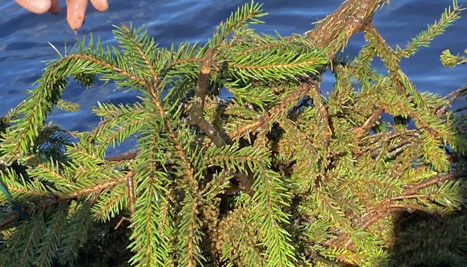 Zivju ligzdas šogad 7.maijā