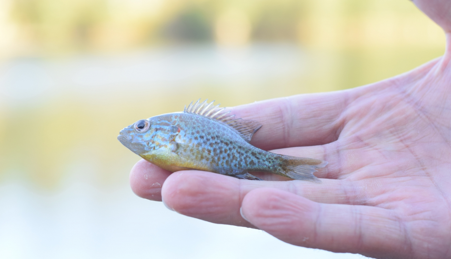 Izsludināta projektu iesniegšanas 2023. gada pirmā kārta Zivju fonda pasākumiem