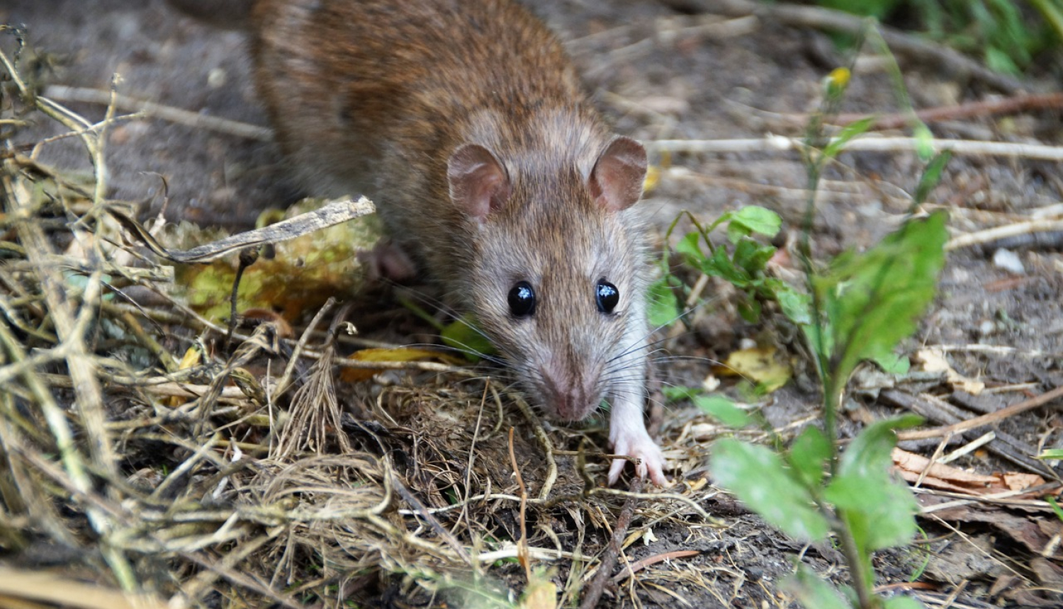 SPKC brīdina par leptospirozes izplatību. Attēlā žurka dabā.