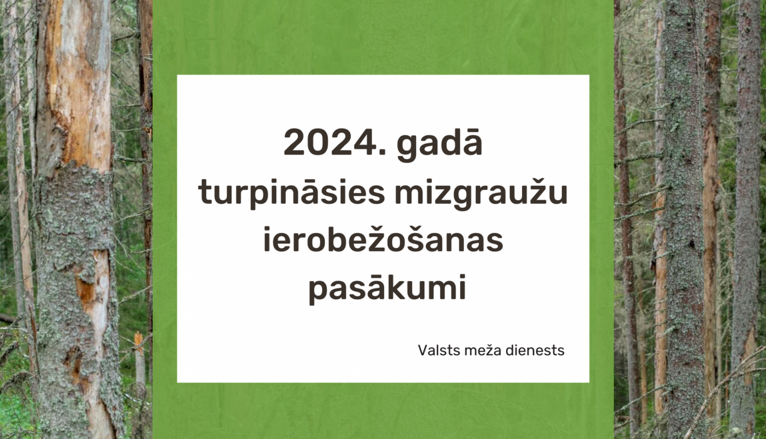 Teksts, ka 2024.gadā turpināsies mizgraužu ierobežošanas pasākumi, uz koku stumbru fona