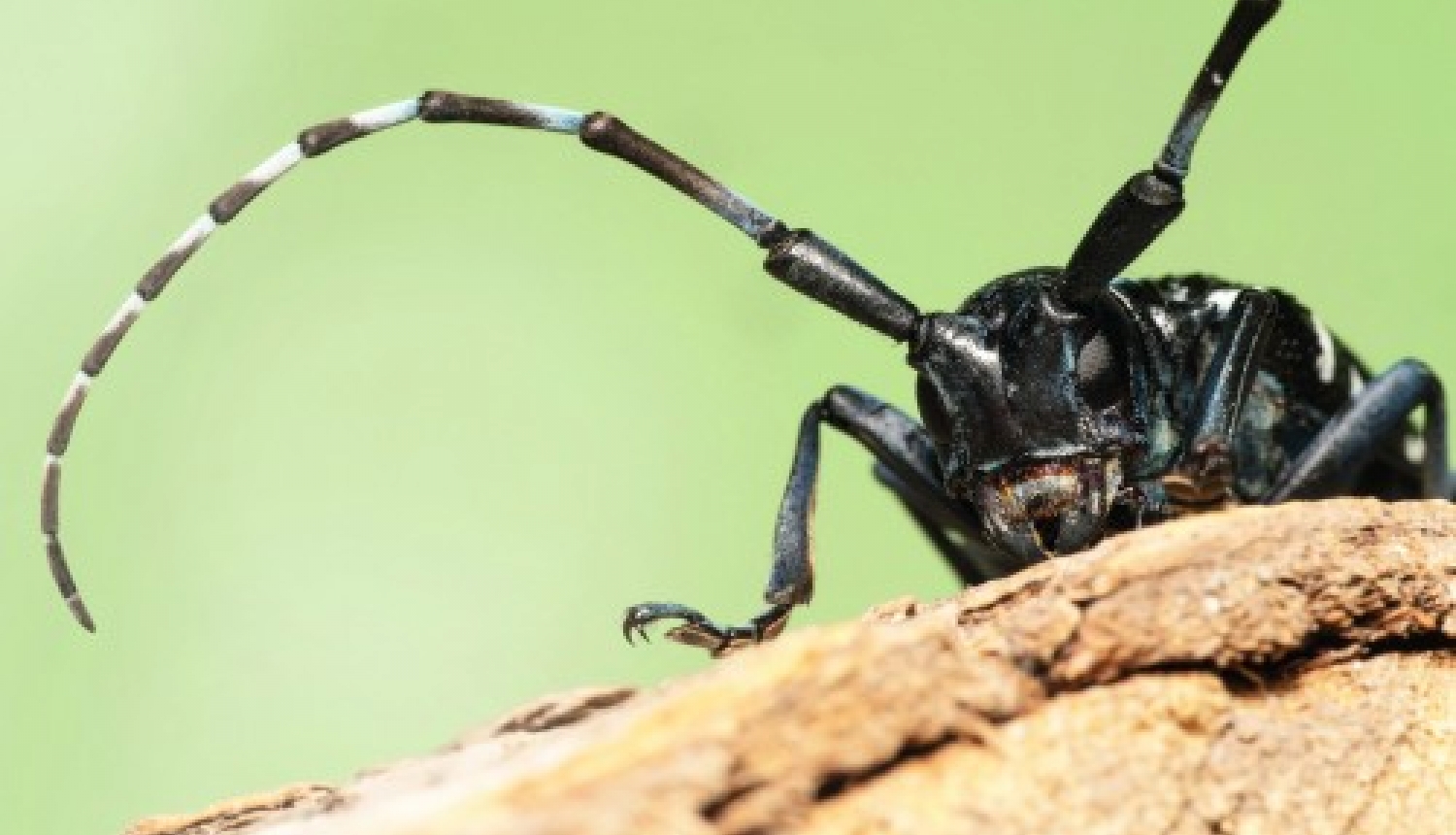 Ogresgala bibliotēkā apskatāma ceļojošā izstāde